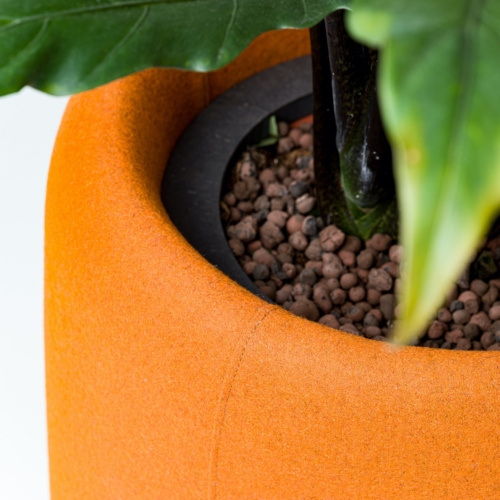 BuzziPlanter - 0