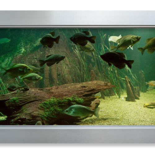 eSea - Digital Cinema Virtual Aquarium - 0